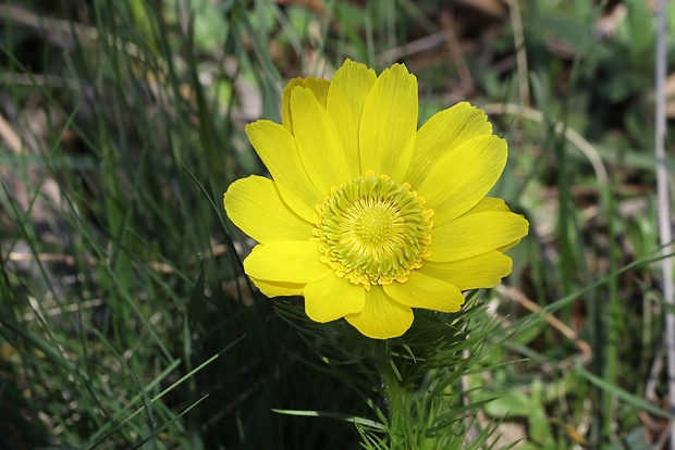 hlaváčik jarný Adonis vernalis L.