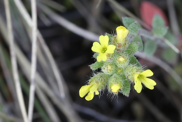 tarica stepná Alyssum desertorum Stapf