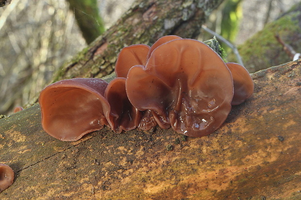 uchovec bazový Auricularia auricula-judae (Bull.) Quél.