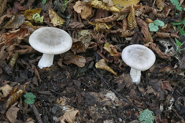 strmuľka inovaťová Clitocybe nebularis (Batsch) P. Kumm.