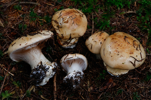 pavučinovec hrdzavookrový Cortinarius corrosus Fr.