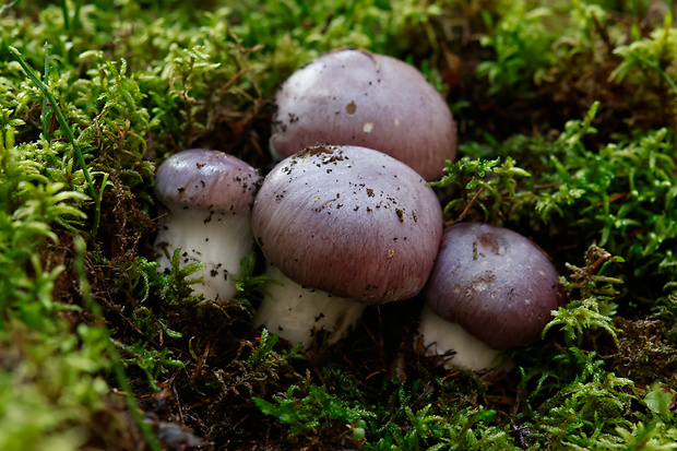 pavučinovec lilavomodrý Cortinarius cumatilis Fr.