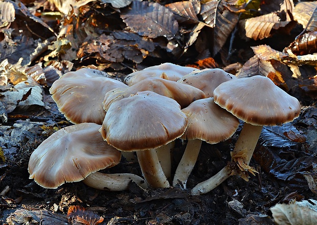 pavučinovec plyšový Cortinarius orellanus Fr.