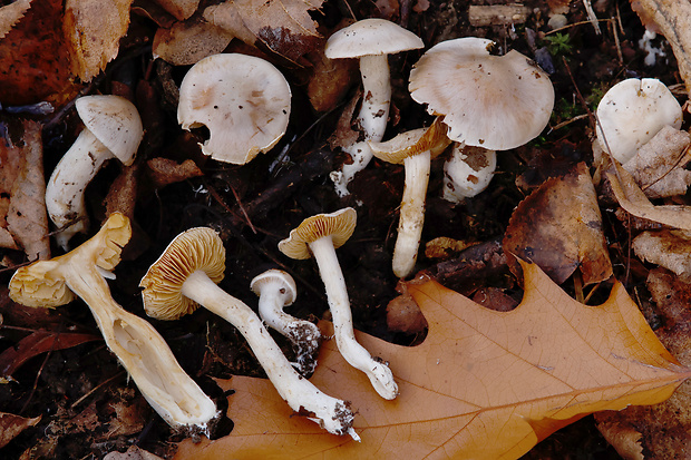 pavučinovec zväzkovitý Cortinarius urbicus (Fr.) Fr.