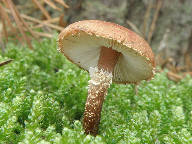 zrnivka Cystoderma sp.