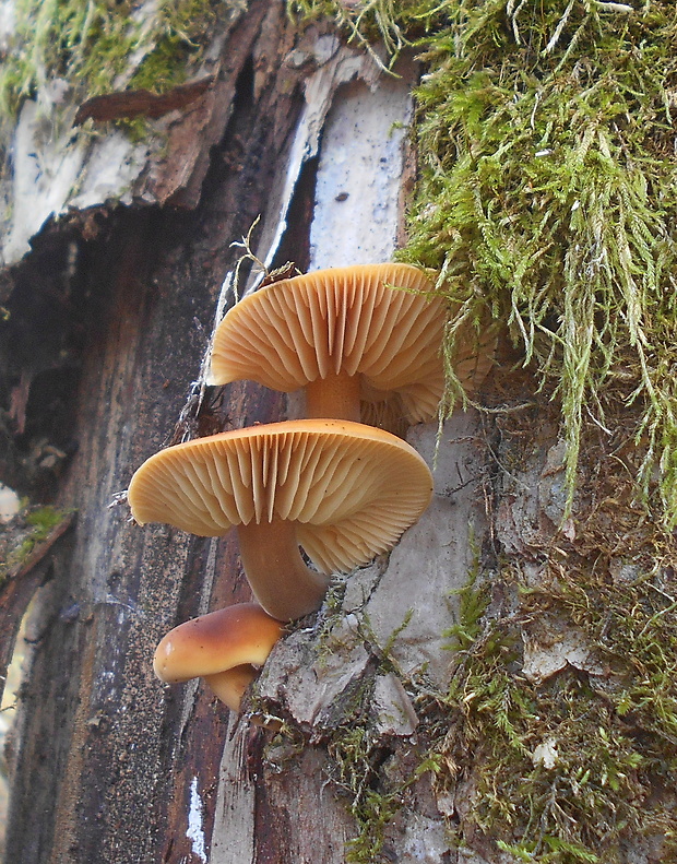 plamienka Flammulina sp.