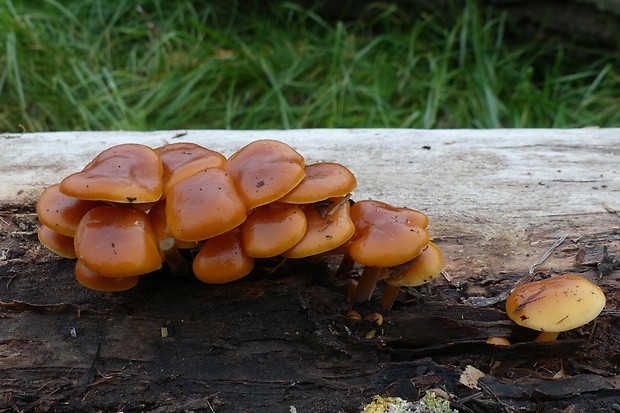 plamienka Flammulina sp.