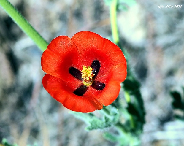 rohatec rožkatý Glaucium corniculatum (L.) Rudolph