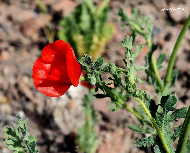 rohatec rožkatý Glaucium corniculatum (L.) Rudolph