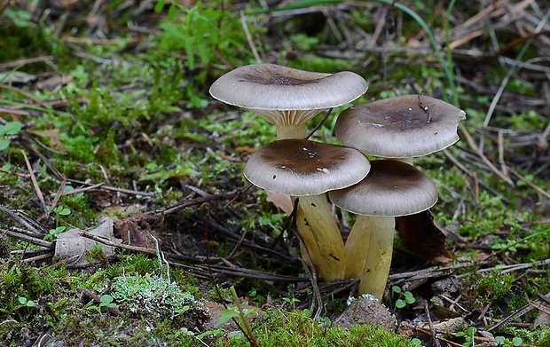 šťavnačka mrazová Hygrophorus hypothejus (Fr.) Fr.