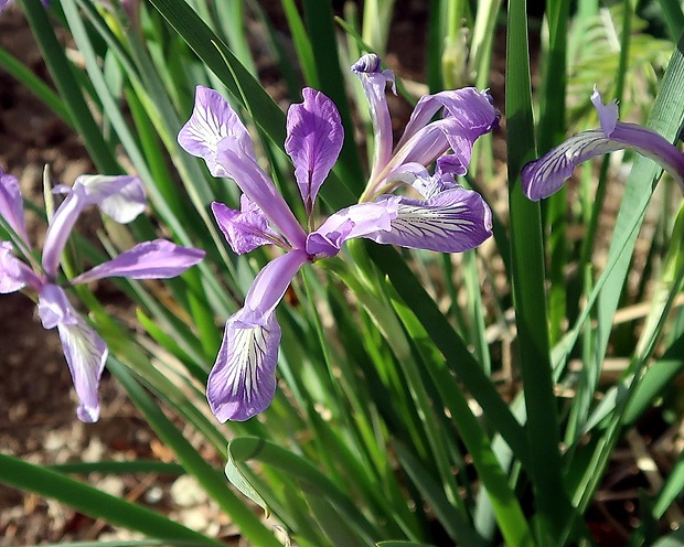 kosatec Iris tenuifolia Pall.