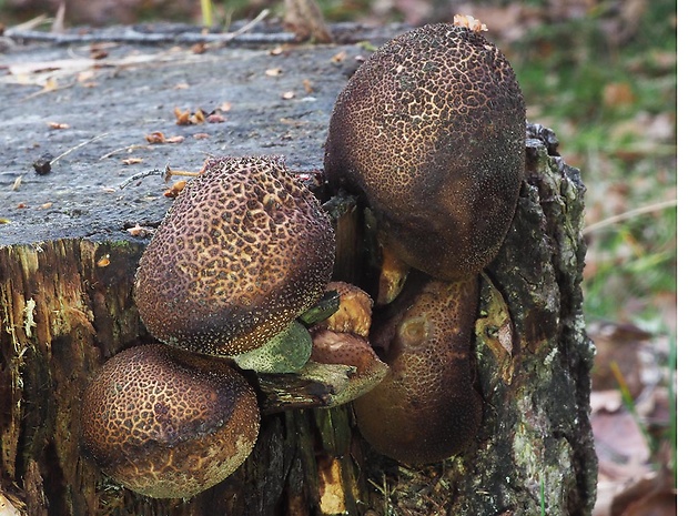 prášnica machová Lycoperdon ericaeum Bonord.