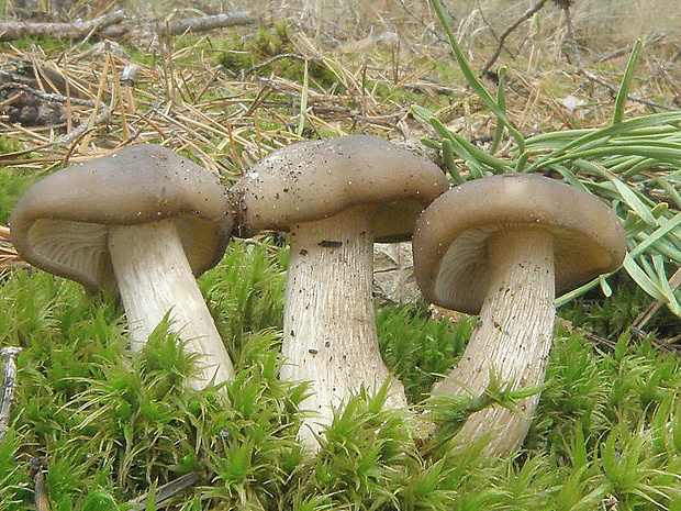 strmulec nakopený  Lyophyllum decastes (Fr.) Singer