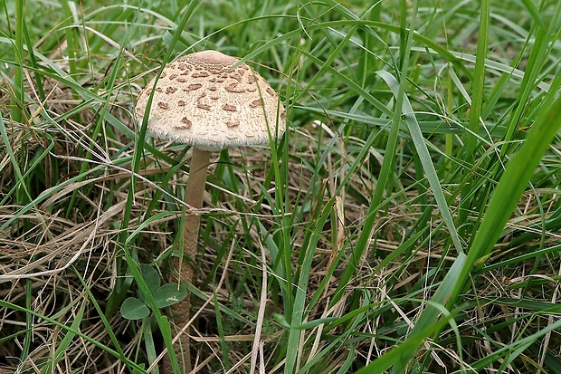 bedľa vysoká Macrolepiota procera (Scop.) Singer