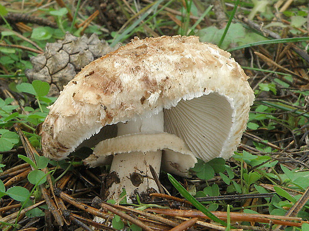 bedľa Macrolepiota sp.