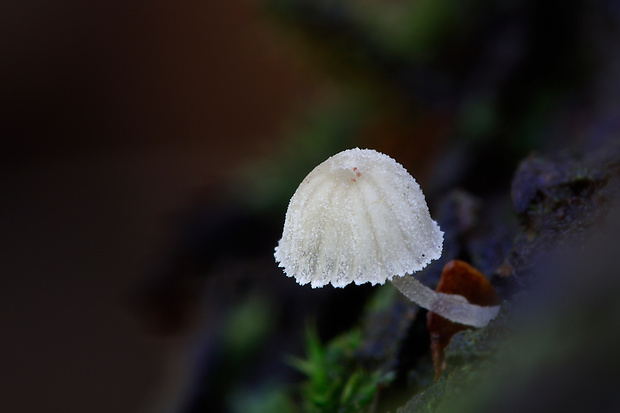 prilbička Mycena adscendens Maas Geest.