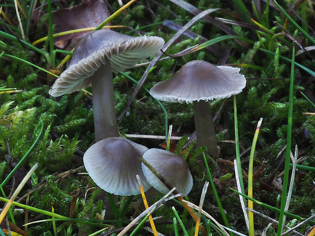 prilbička Mycena sp.