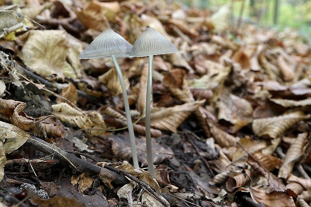 prilbička Mycena sp.