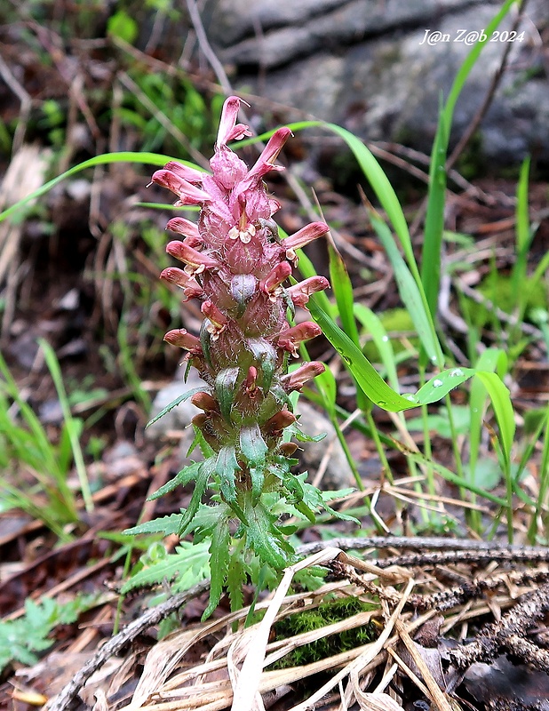 všivec Pedicularis alberti Regel