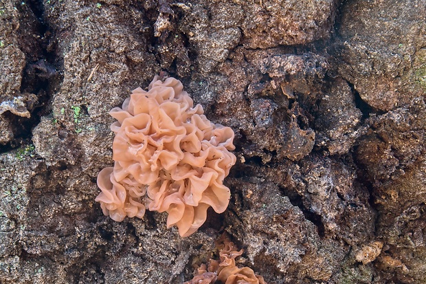 rôsolovka lupeňovitá Phaeotremella foliacea (Pers.) Wedin, J.C. Zamora & Millanes