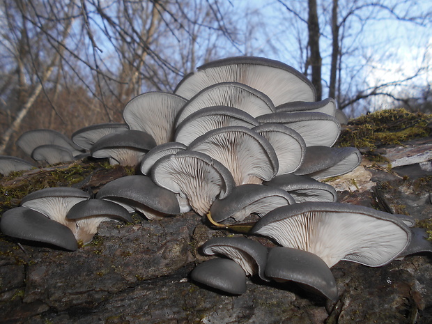 hliva ustricovitá Pleurotus ostreatus (Jacq.) P. Kumm.