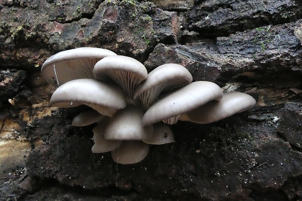 hliva ustricovitá Pleurotus ostreatus (Jacq.) P. Kumm.