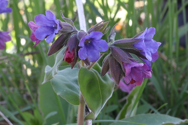 pľúcnik tmavý Pulmonaria obscura Dumort.