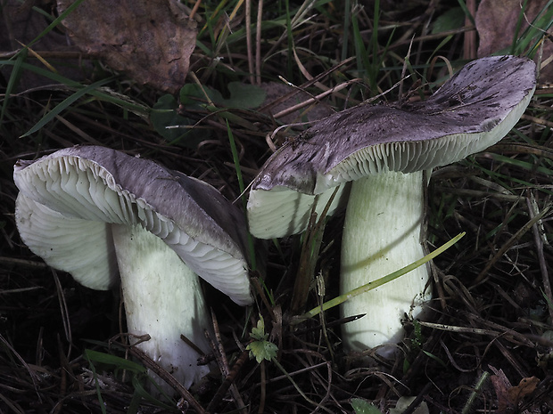 čírovka sivá Tricholoma portentosum (Fr.) Quél.