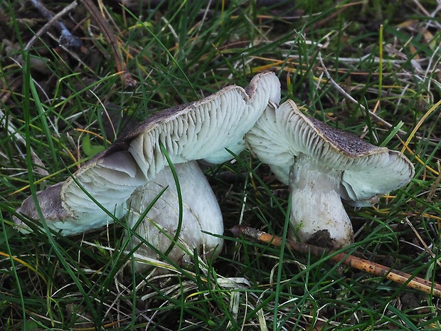 čírovka zemná Tricholoma terreum (Schaeff.) P. Kumm.