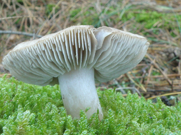 čírovka zemná Tricholoma terreum (Schaeff.) P. Kumm.