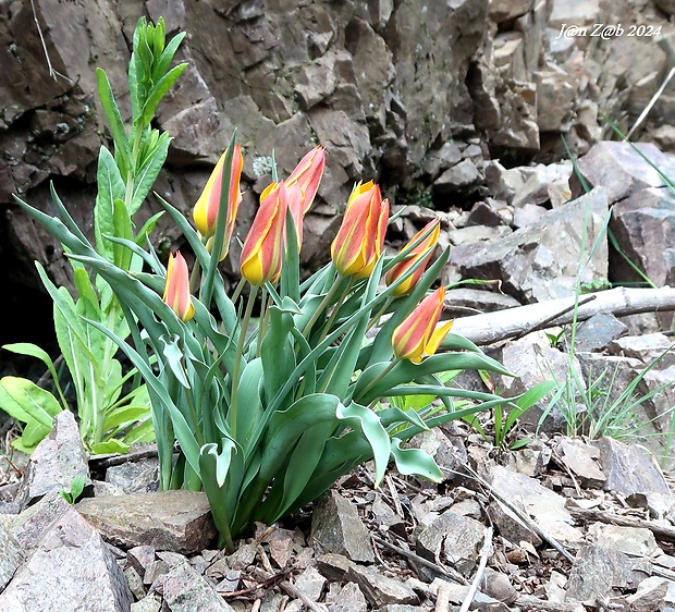 tulipán Tulipa tetraphylla Regel