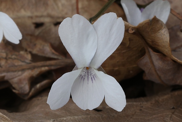 fialka lesná Viola reichenbachiana Jord. ex Boreau