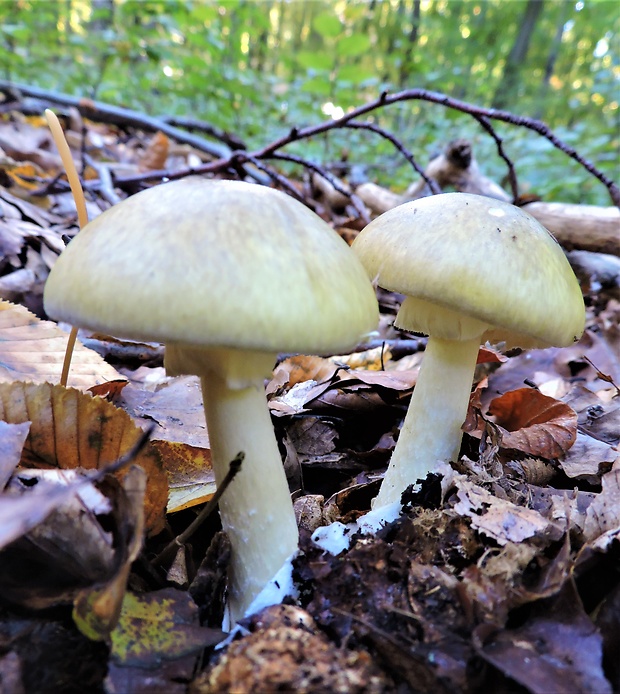 muchotrávka zelená Amanita phalloides (Vaill. ex Fr.) Link