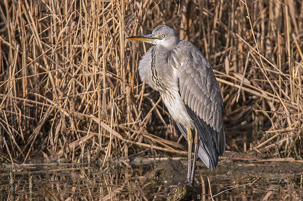 volavka popolavá Ardea cinerea