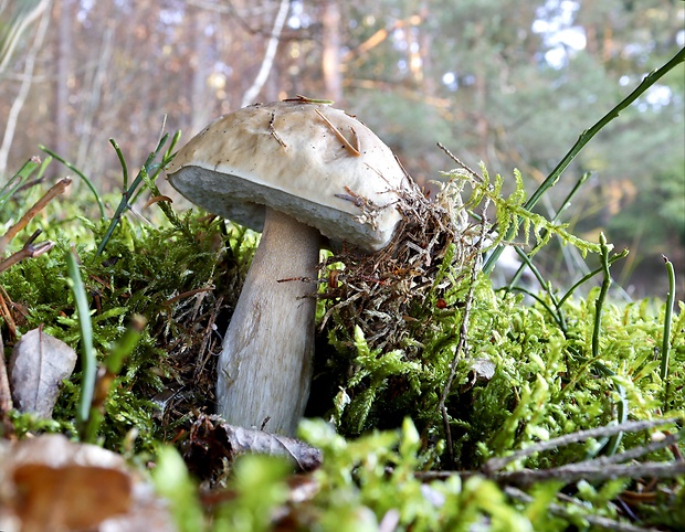 hríb smrekový Boletus edulis Bull.