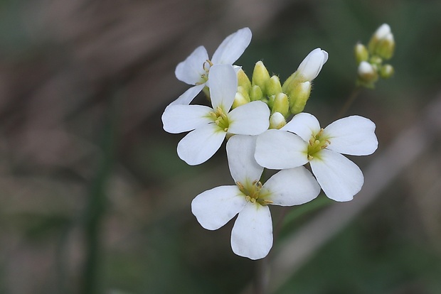 žerušničník piesočný Cardaminopsis arenosa (L.) Hayek