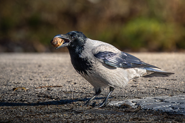 vrana popolavá Corvus cornix