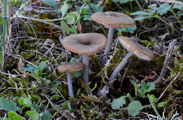 hodvábnica Entoloma asprellum (Fr.) Fayod