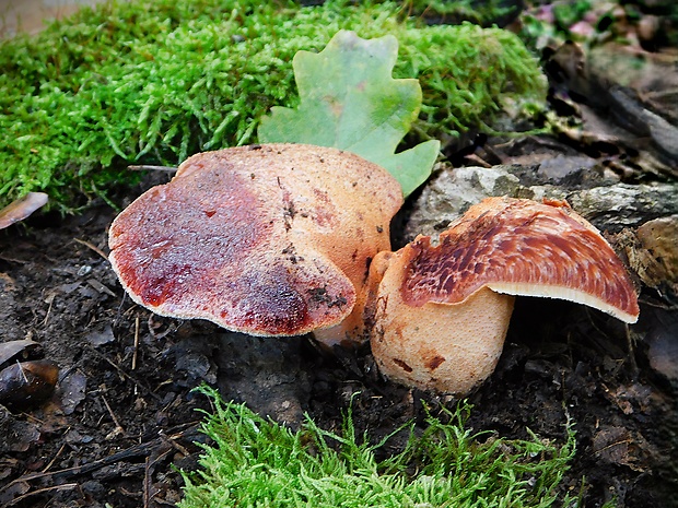 pečeňovec dubový Fistulina hepatica (Schaeff.) With.