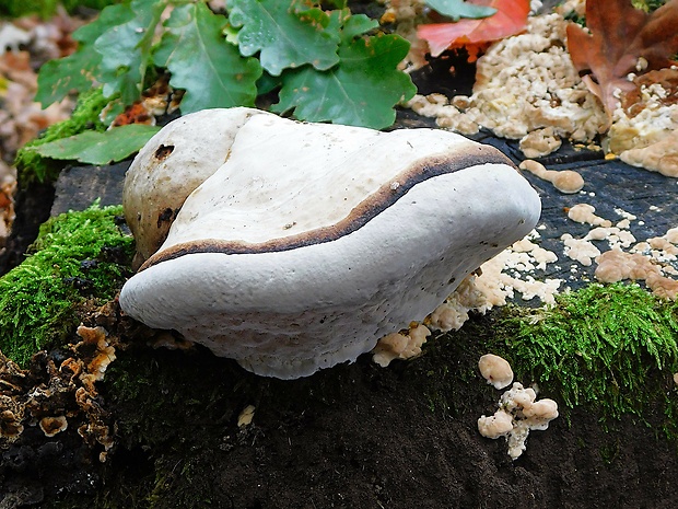 práchnovec kopytovitý Fomes fomentarius (L.) J.J. Kickx