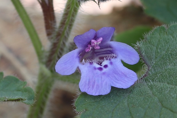 zádušník brečtanovitý Glechoma hederacea L.