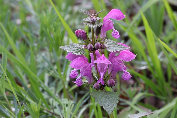 hluchavka škvrnitá Lamium maculatum L.