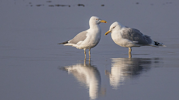 čajka bielohlavá Larus cachinnans