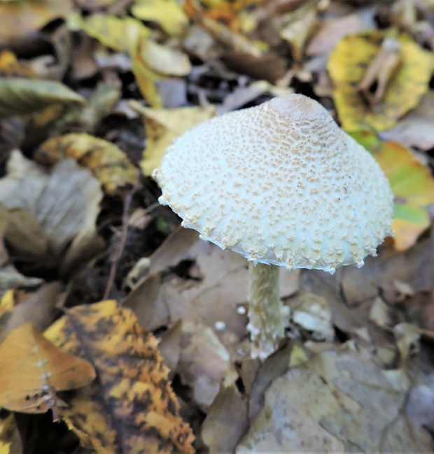 bedlička vlnatá Lepiota clypeolaria (Bull.) P. Kumm.