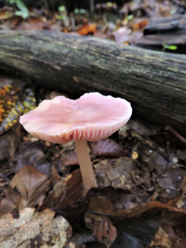 prilbička ružovkastá Mycena rosea Gramberg