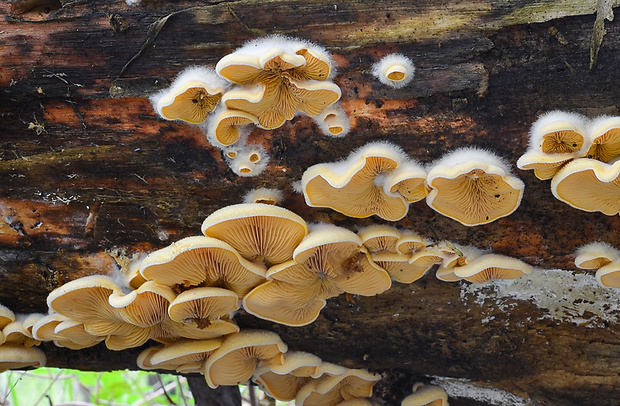 hlivník hniezdovitý Phyllotopsis nidulans (Pers.) Singer