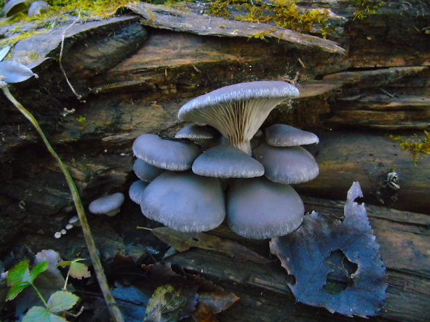 hliva ustricovitá modrastá Pleurotus columbinus Quél.