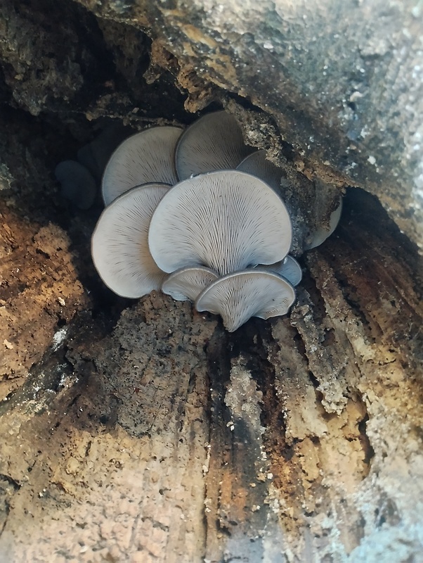 hliva ustricovitá Pleurotus ostreatus (Jacq.) P. Kumm.