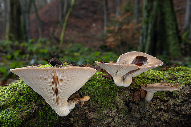 hliva ustricovitá Pleurotus ostreatus (Jacq.) P. Kumm.