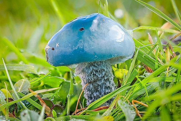 golierovka zelenkastá Stropharia aeruginosa (Curtis) Quél.